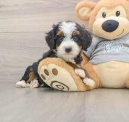 6 week old Mini Bernedoodle Puppy For Sale - Puppy Love PR