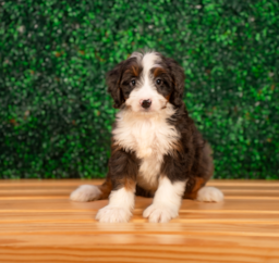8 week old Mini Bernedoodle Puppy For Sale - Puppy Love PR