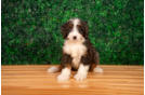 Cute Mini Bernedoodle Poodle Mix Pup