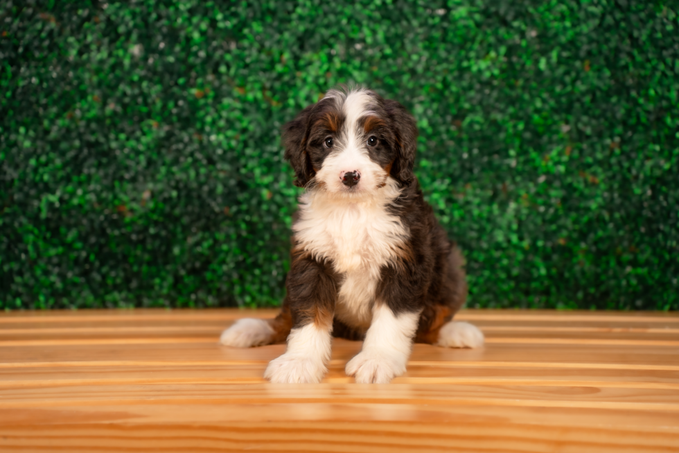 Cute Mini Bernedoodle Poodle Mix Pup