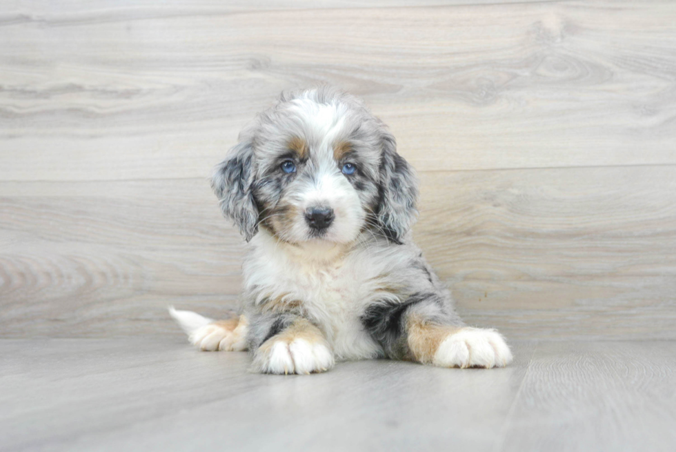 Fluffy Mini Bernedoodle Poodle Mix Pup