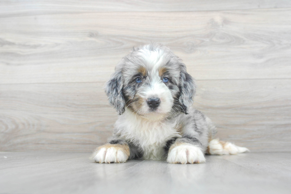 Cute Mini Bernedoodle Baby