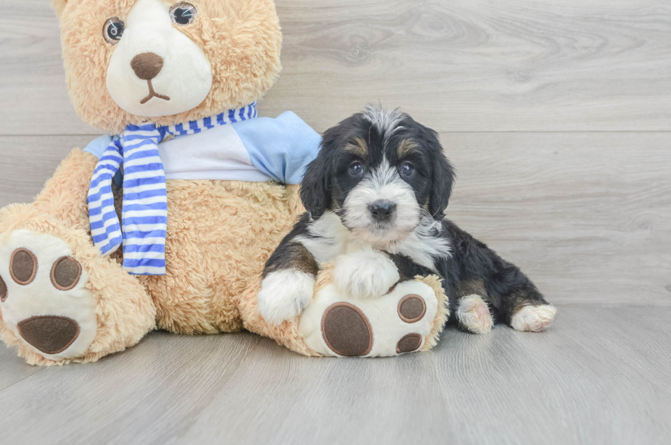 5 week old Mini Bernedoodle Puppy For Sale - Puppy Love PR