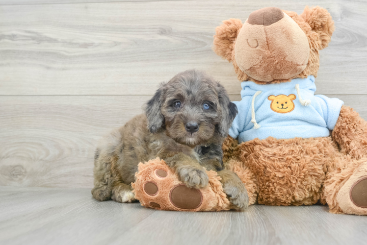 Best Mini Bernedoodle Baby