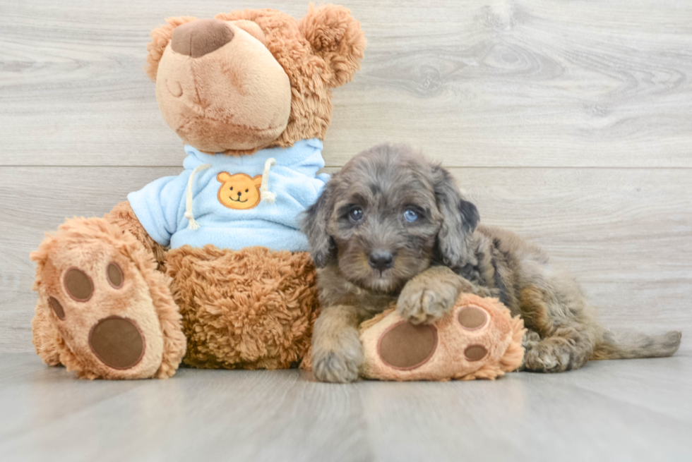 Fluffy Mini Bernedoodle Poodle Mix Pup
