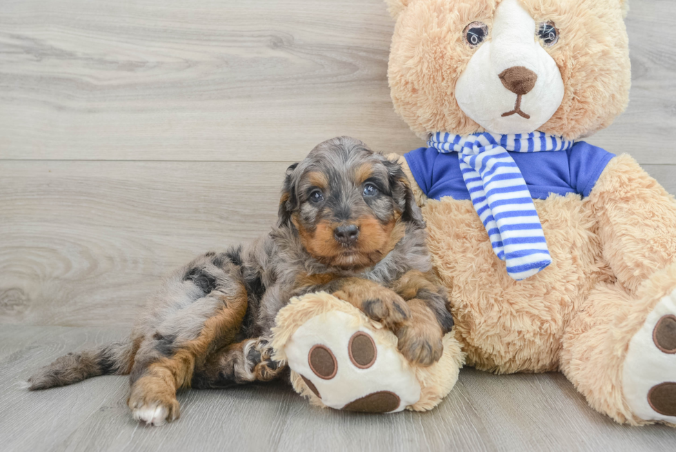 Mini Bernedoodle Puppy for Adoption