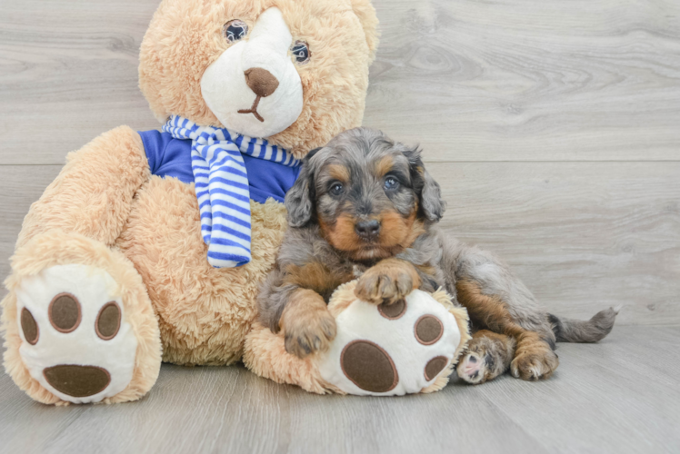 Mini Bernedoodle Puppy for Adoption