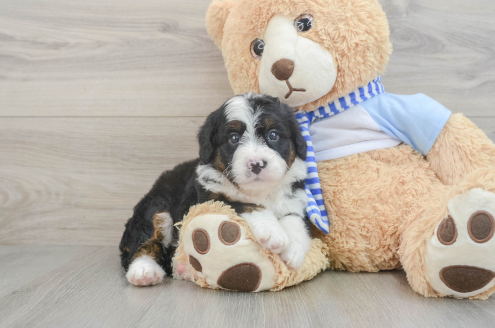 6 week old Mini Bernedoodle Puppy For Sale - Puppy Love PR