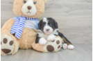 Best Mini Bernedoodle Baby