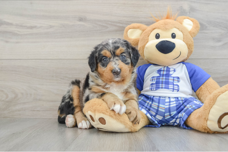 Meet Berlin - our Mini Bernedoodle Puppy Photo 1/3 - Puppy Love PR Best Mini Bernedoodle Baby