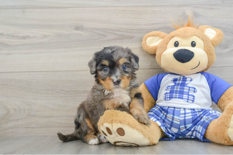 Meet Berlin - our Mini Bernedoodle Puppy Photo 1/3 - Puppy Love PR Best Mini Bernedoodle Baby