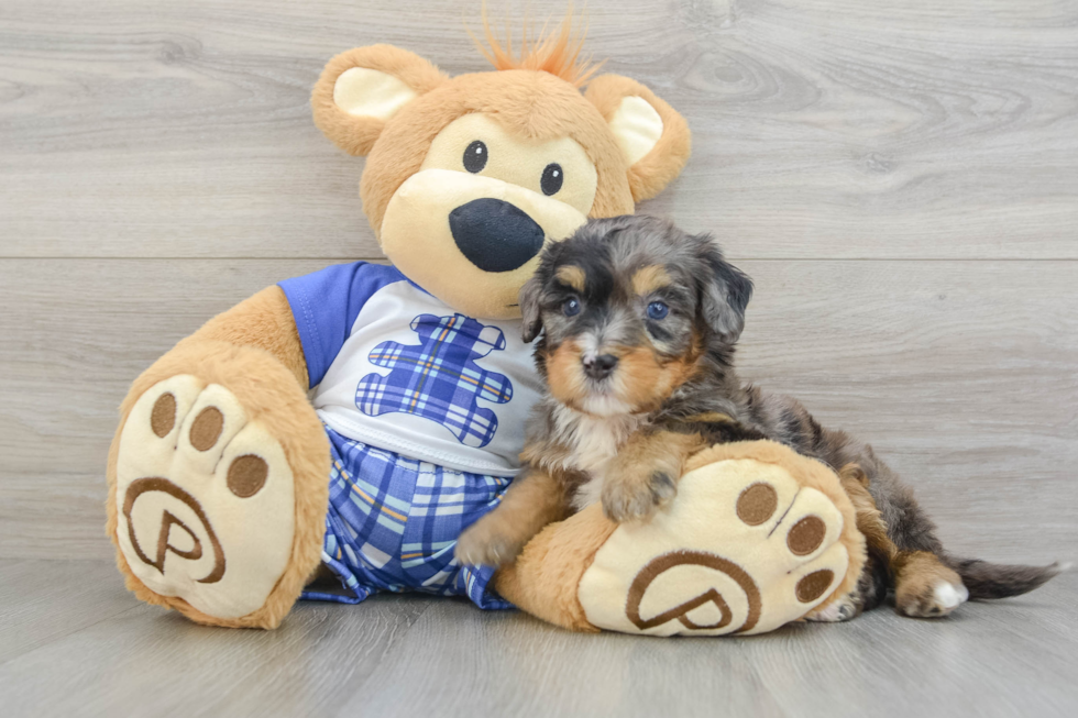 Cute Mini Bernedoodle Baby