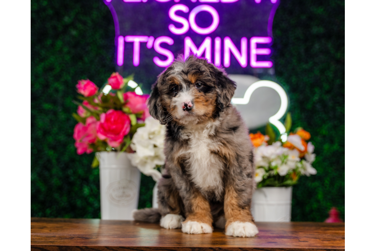 Cute Mini Bernedoodle Poodle Mix Pup