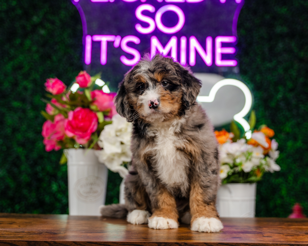 Cute Mini Bernedoodle Poodle Mix Pup