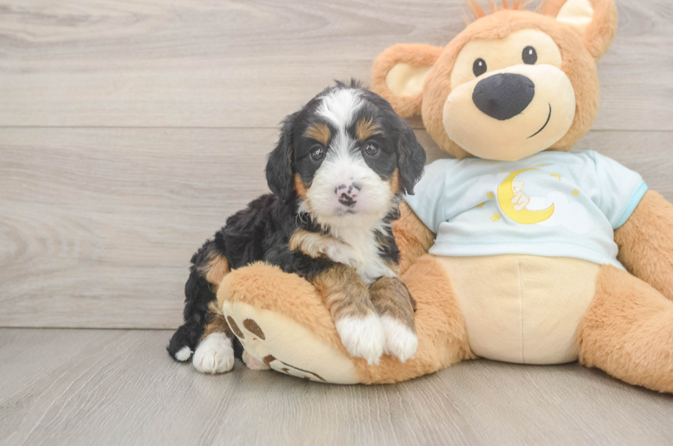 6 week old Mini Bernedoodle Puppy For Sale - Puppy Love PR