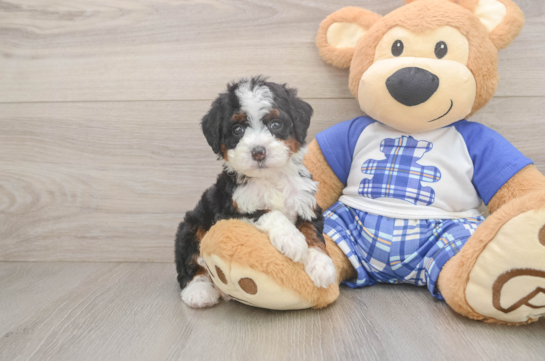 Best Mini Bernedoodle Baby