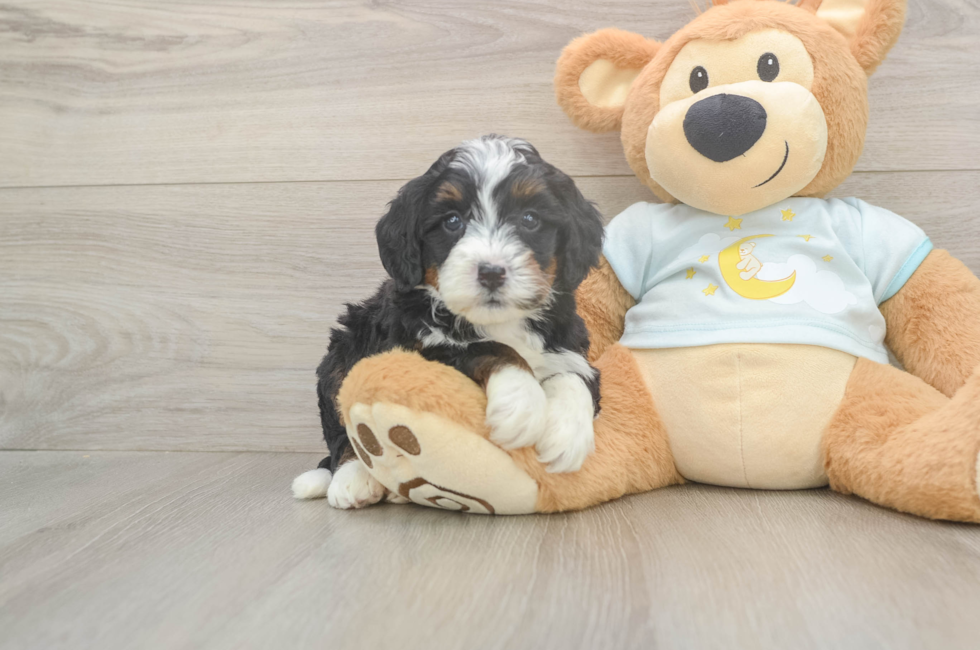 5 week old Mini Bernedoodle Puppy For Sale - Puppy Love PR