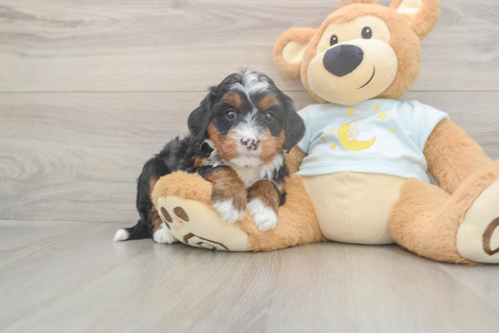 Mini Bernedoodle Pup Being Cute