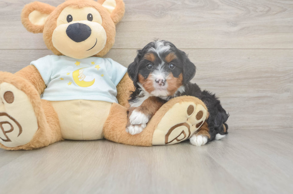 5 week old Mini Bernedoodle Puppy For Sale - Puppy Love PR