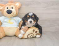 6 week old Mini Bernedoodle Puppy For Sale - Puppy Love PR