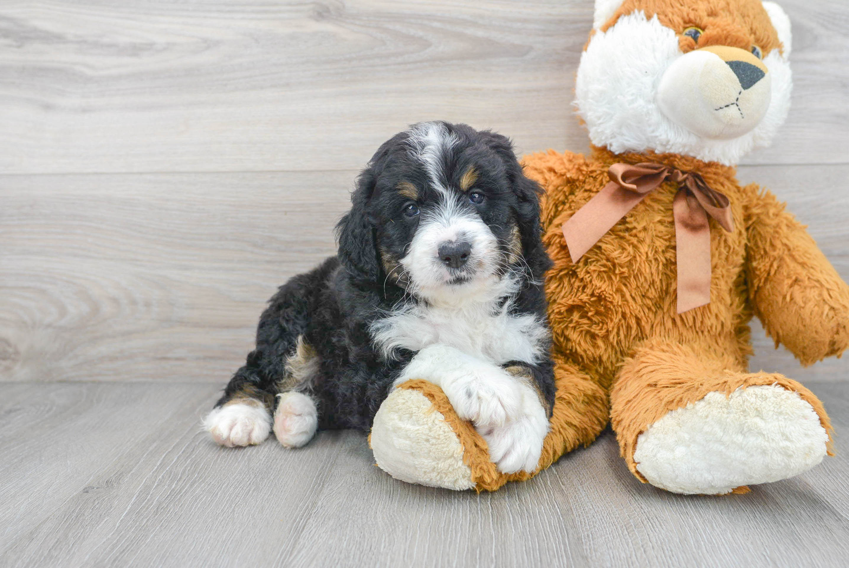 Hypoallergenic Mini Berniedoodle Poodle Mix Puppy