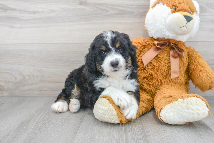Meet Berlin - our Mini Bernedoodle Puppy Photo 1/3 - Puppy Love PR Hypoallergenic Mini Berniedoodle Poodle Mix Puppy