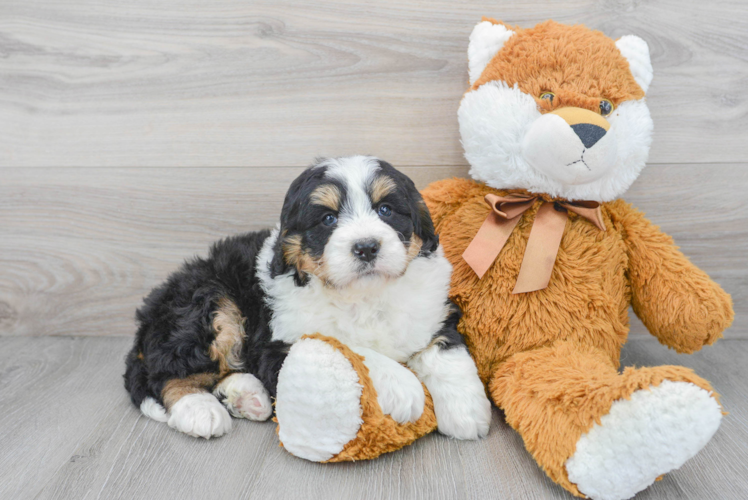 Mini Bernedoodle Pup Being Cute