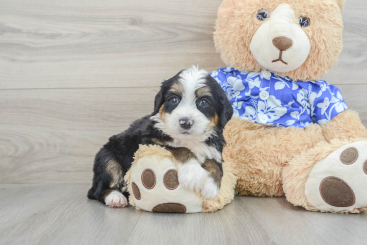 Meet Bernard - our Mini Bernedoodle Puppy Photo 1/3 - Puppy Love PR Mini Bernedoodle Pup Being Cute