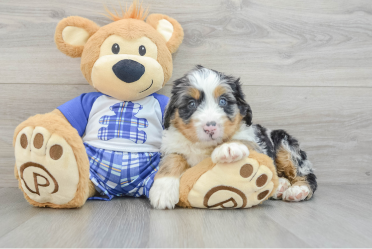 Meet Bernard - our Mini Bernedoodle Puppy Photo 1/3 - Puppy Love PR Best Mini Bernedoodle Baby