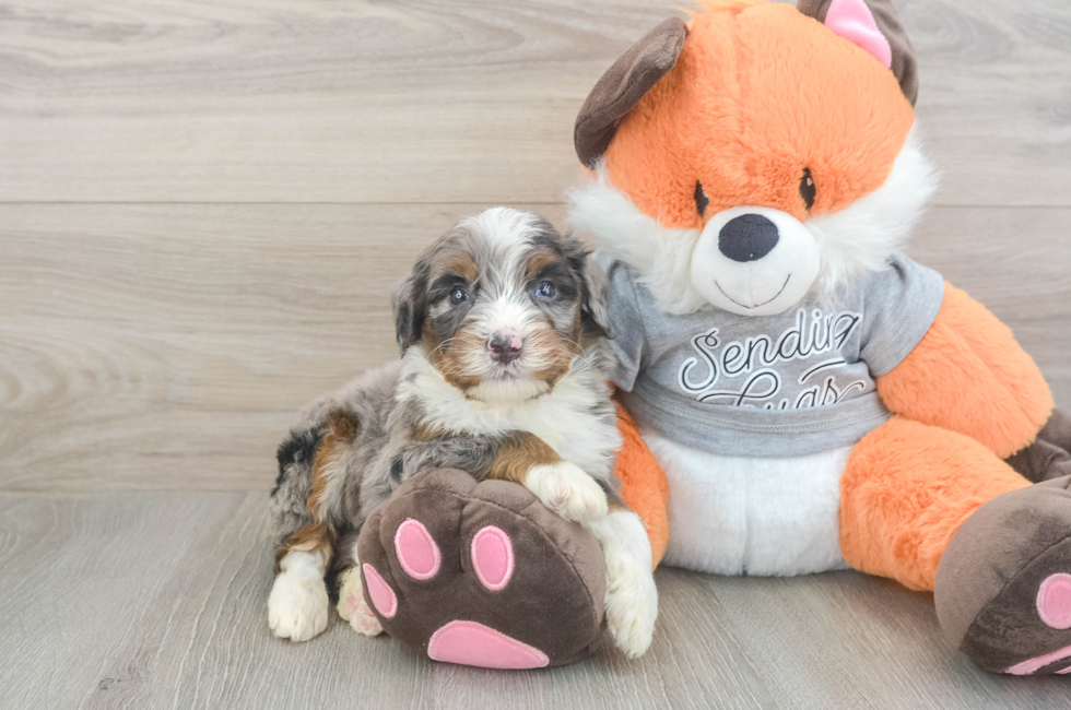 4 week old Mini Bernedoodle Puppy For Sale - Puppy Love PR