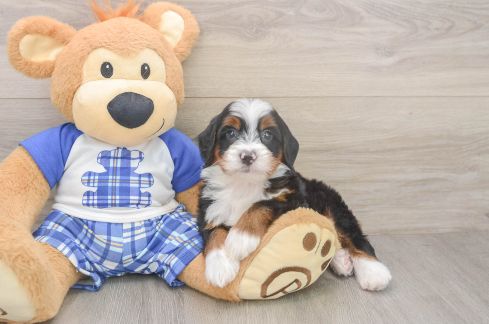 5 week old Mini Bernedoodle Puppy For Sale - Puppy Love PR