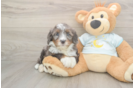 Playful Bernadoodle Poodle Mix Puppy