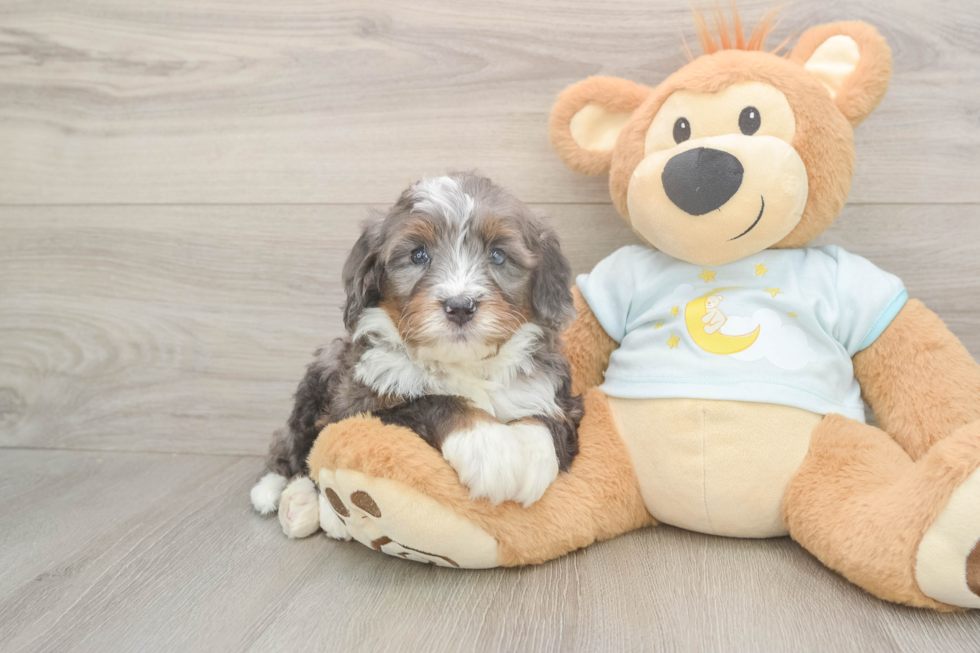 Playful Bernadoodle Poodle Mix Puppy