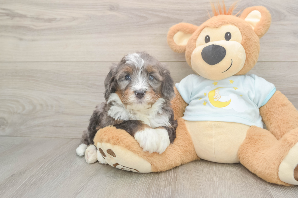 5 week old Mini Bernedoodle Puppy For Sale - Puppy Love PR