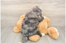 Mini Bernedoodle Puppy for Adoption