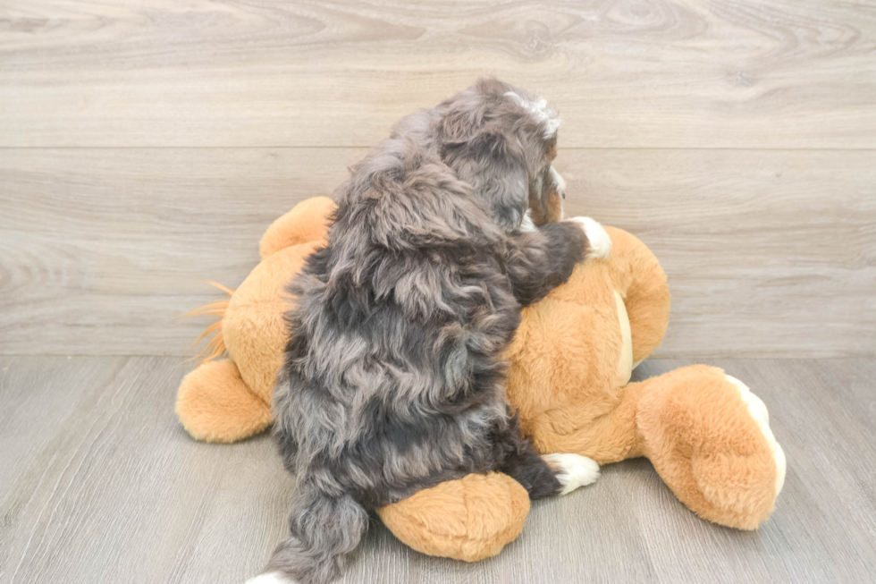 Mini Bernedoodle Puppy for Adoption