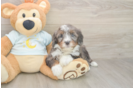 Mini Bernedoodle Puppy for Adoption
