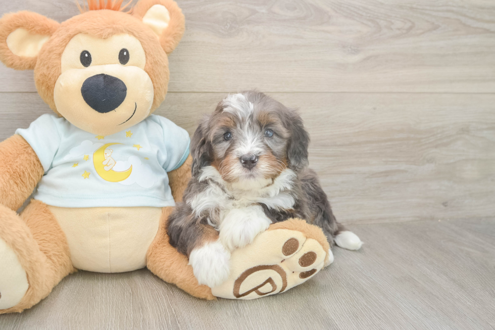 Mini Bernedoodle Puppy for Adoption