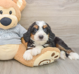 7 week old Mini Bernedoodle Puppy For Sale - Puppy Love PR