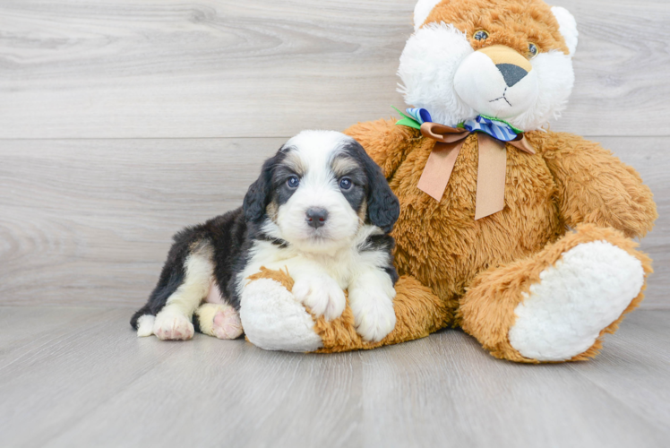 Cute Mini Bernedoodle Baby