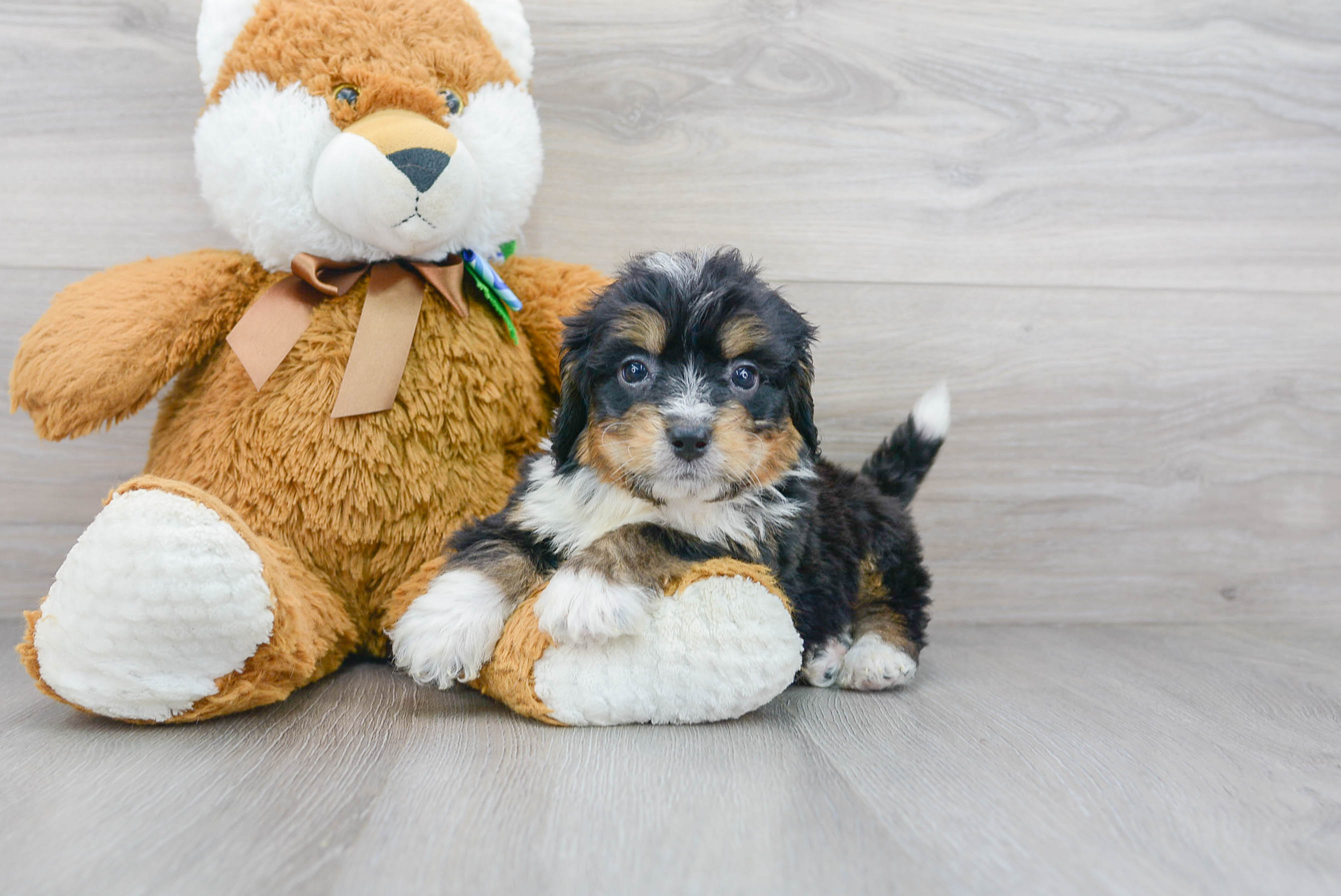 Baby bernedoodle hot sale