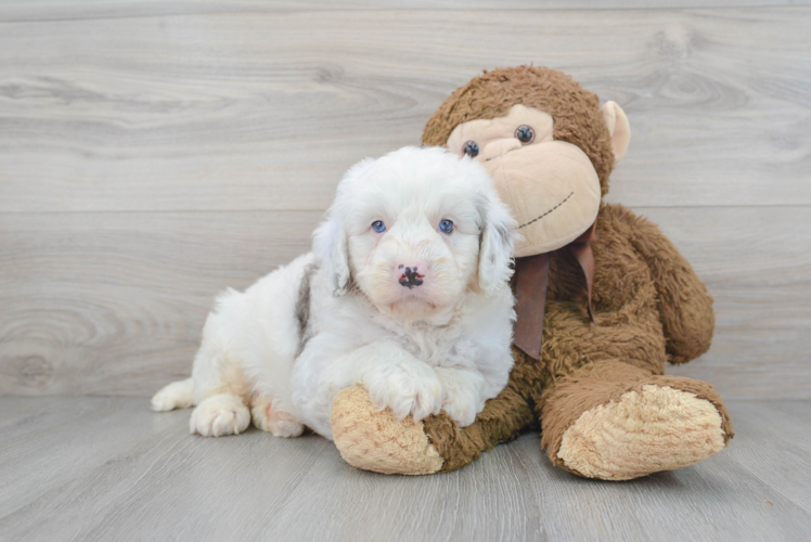 Meet Bernard - our Mini Bernedoodle Puppy Photo 1/3 - Puppy Love PR Cute Bernadoodle Poodle Mix Puppy