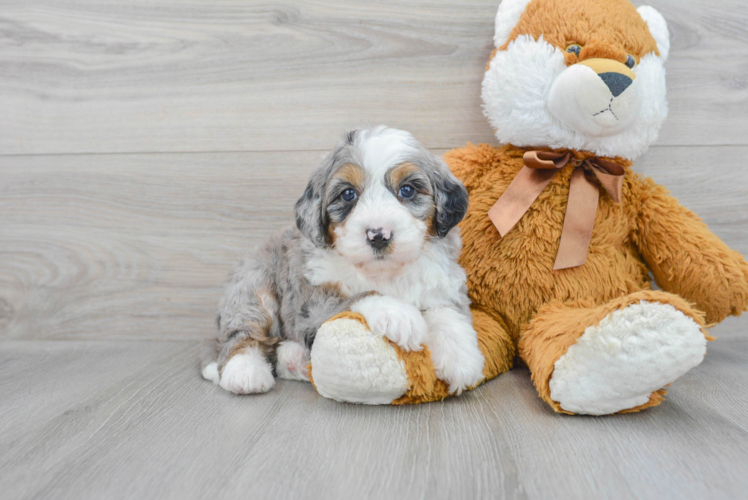 Fluffy Mini Bernedoodle Poodle Mix Pup