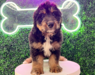 10 week old Mini Bernedoodle Puppy For Sale - Puppy Love PR