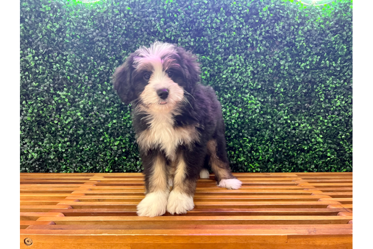 Meet Bernedette - our Mini Bernedoodle Puppy Photo 1/5 - Puppy Love PR Mini Bernedoodle Puppy for Adoption