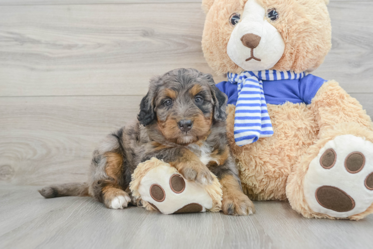 Smart Mini Bernedoodle Poodle Mix Pup