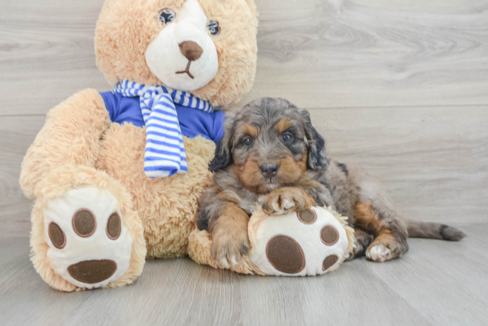 Hypoallergenic Mini Berniedoodle Poodle Mix Puppy