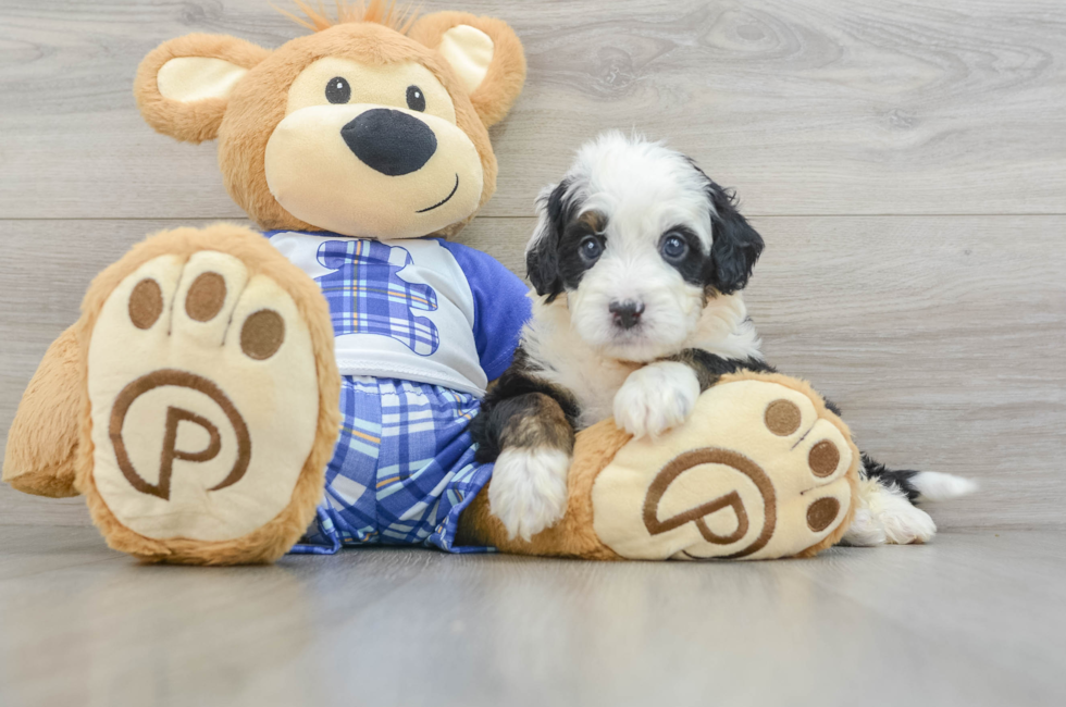 7 week old Mini Bernedoodle Puppy For Sale - Puppy Love PR