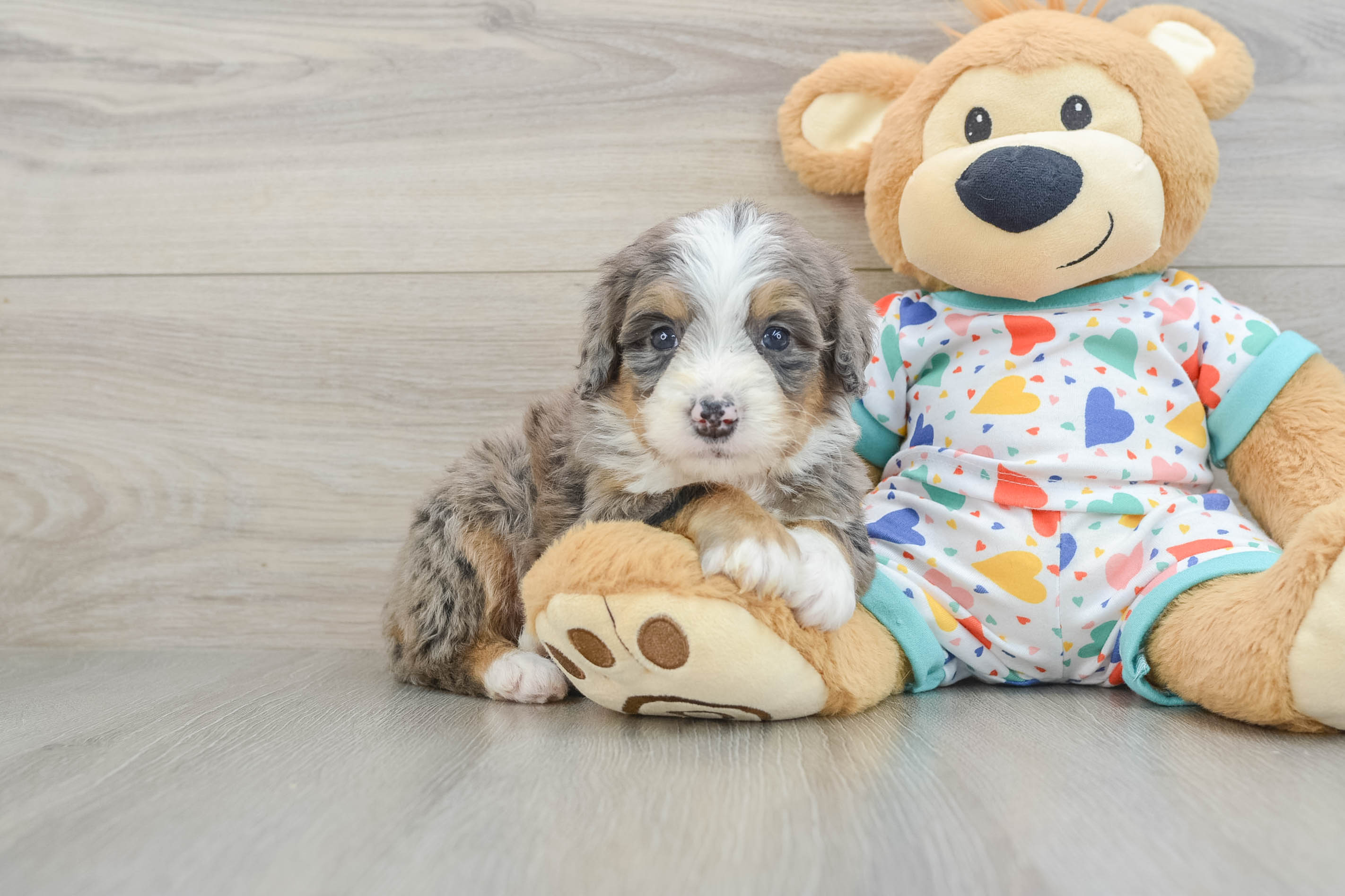 Petite Mini Bernedoodle Poodle Mix Pup