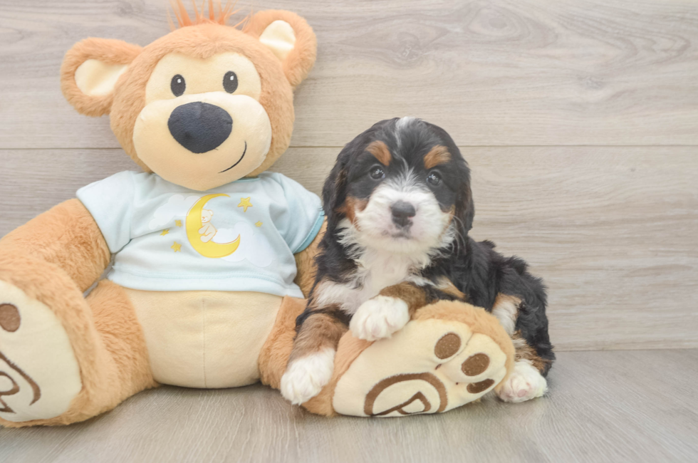 6 week old Mini Bernedoodle Puppy For Sale - Puppy Love PR